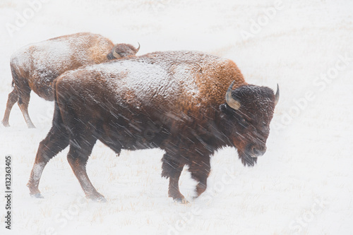 Foto Snow Bound