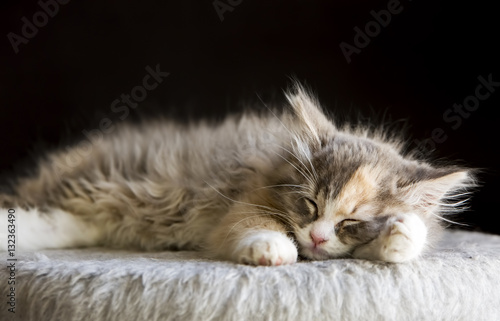 Yavru Kedi