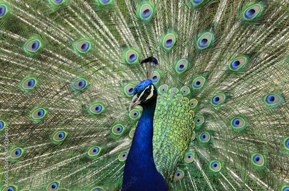 Obraz premium Peacock in full display