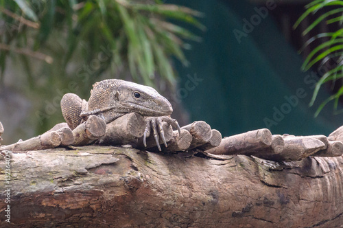 Monitor lizard (Varanus)