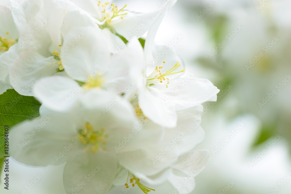 White Apple Flowers. Beautiful flowering apple trees. Background with blooming flowers in spring day.