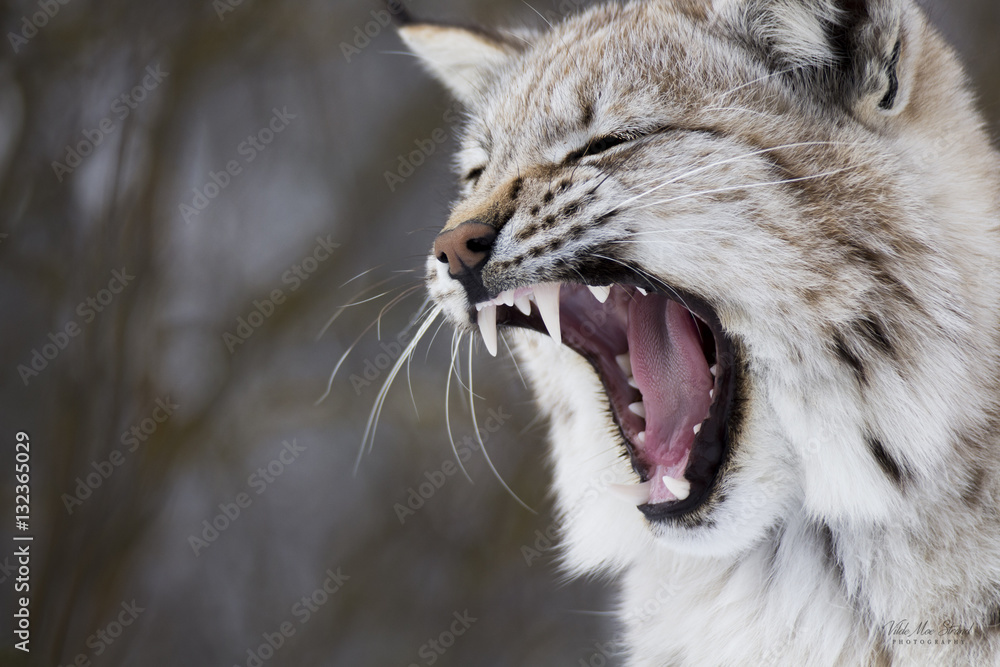 Fototapeta premium Norwegian Lynx