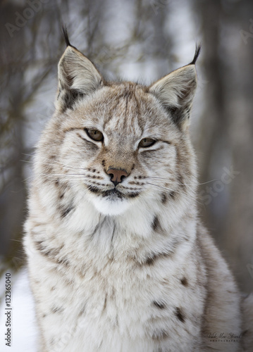 Canvas Print Norwegian Lynx