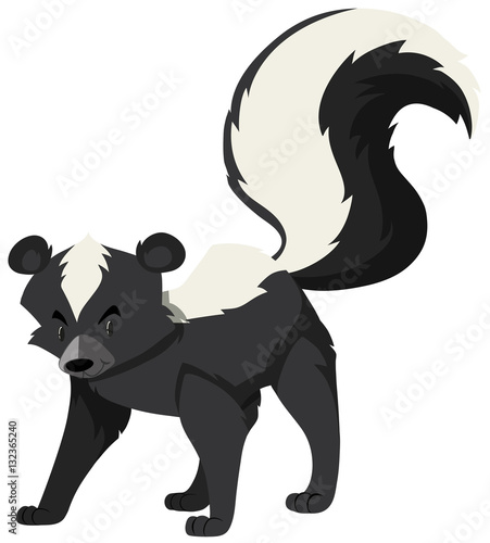 Cute skunk on white background
