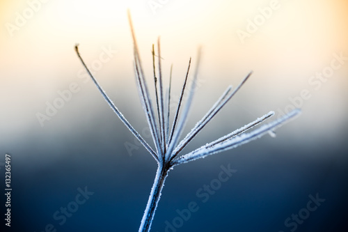 Close up of frozen plant