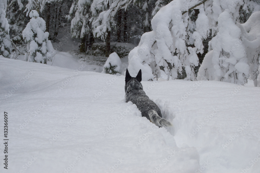 It is hard to be a little dog in winter It is hard to be a little dog in winter