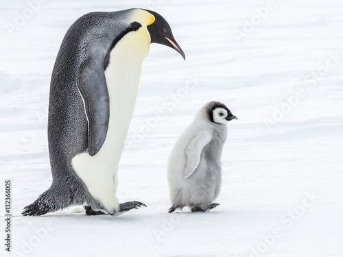 Emperor Penguins on the frozen Weddell sea  Antarctica