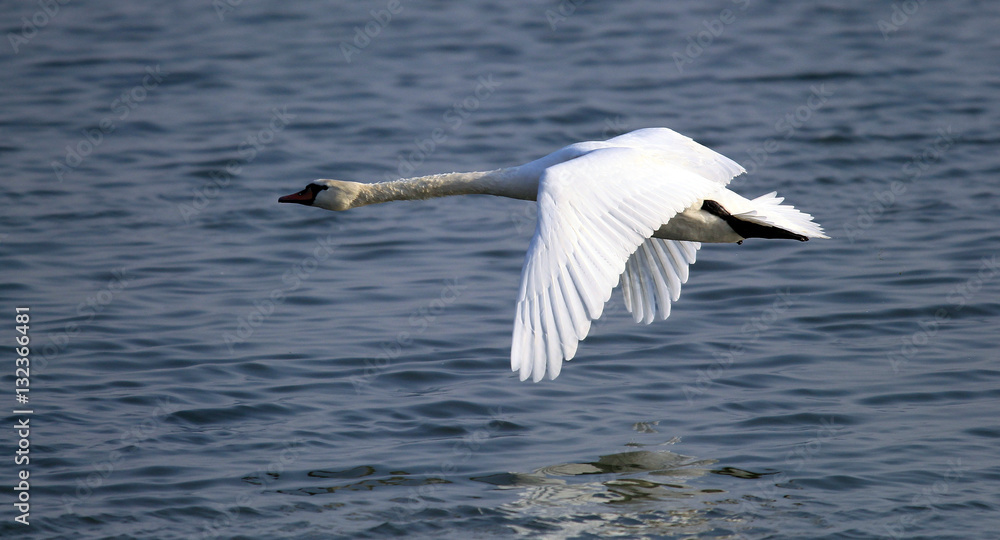 Mute Swan flying over the River Danube at Zemun in the Belgrade Serbia. Mute Swan flying over the River Danube at Zemun in the Belgrade Serbia.