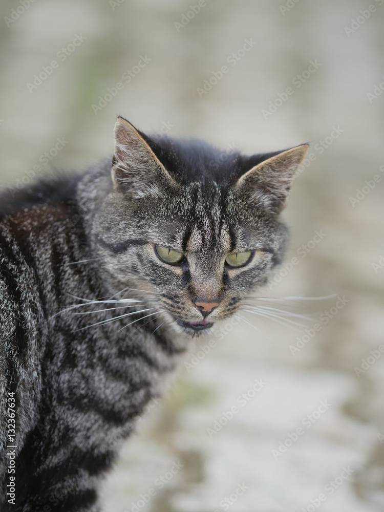 grey cat outdoors grey cat outdoors