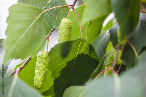 Green leaves and catkins of the birch tree