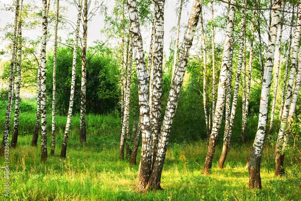 summer in sunny birch forest summer in sunny birch forest