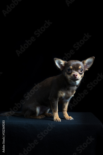 Little multi-colored chihuahua in black background