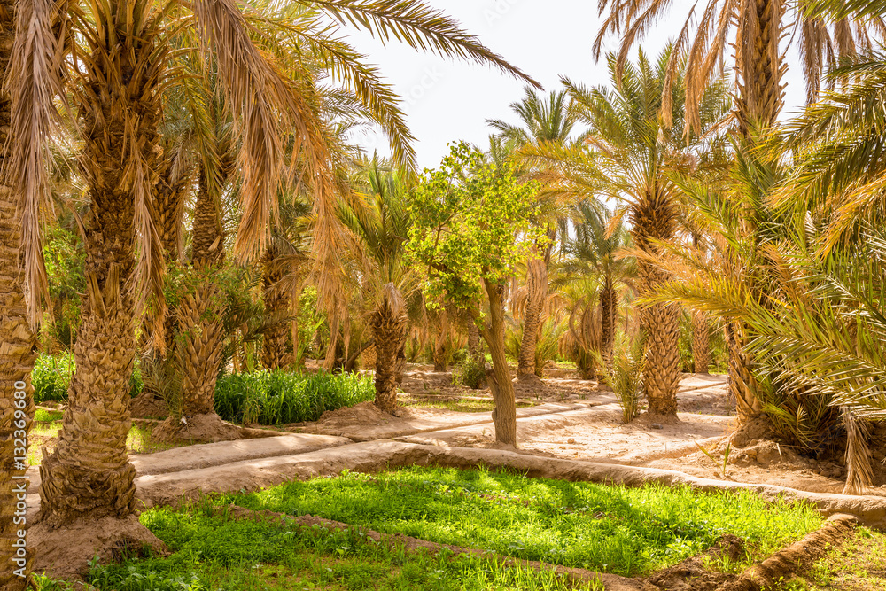 Obraz premium Maize grown in the oasis