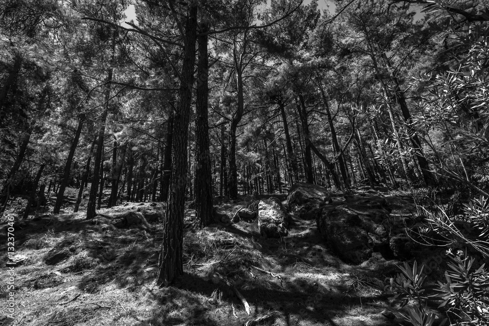 Fototapeta premium Forest on the slopes of the Samaria Gorge. Island of Crete. Greece. Black and white.