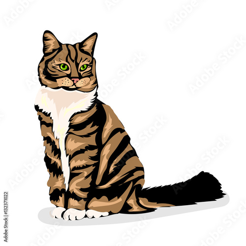 cute cartoon vector colorful cat at the white background