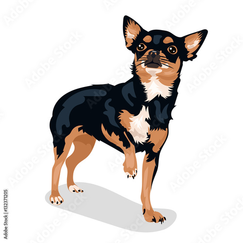 cartoon cute funny vector chihuahua dog at the white background © Linza