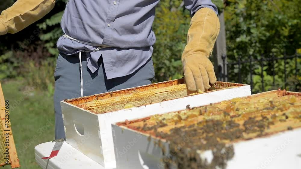 A beekeeper removes honeycomb frames full of honey from an active beehive. A beekeeper removes honeycomb frames full of honey from an active beehive.