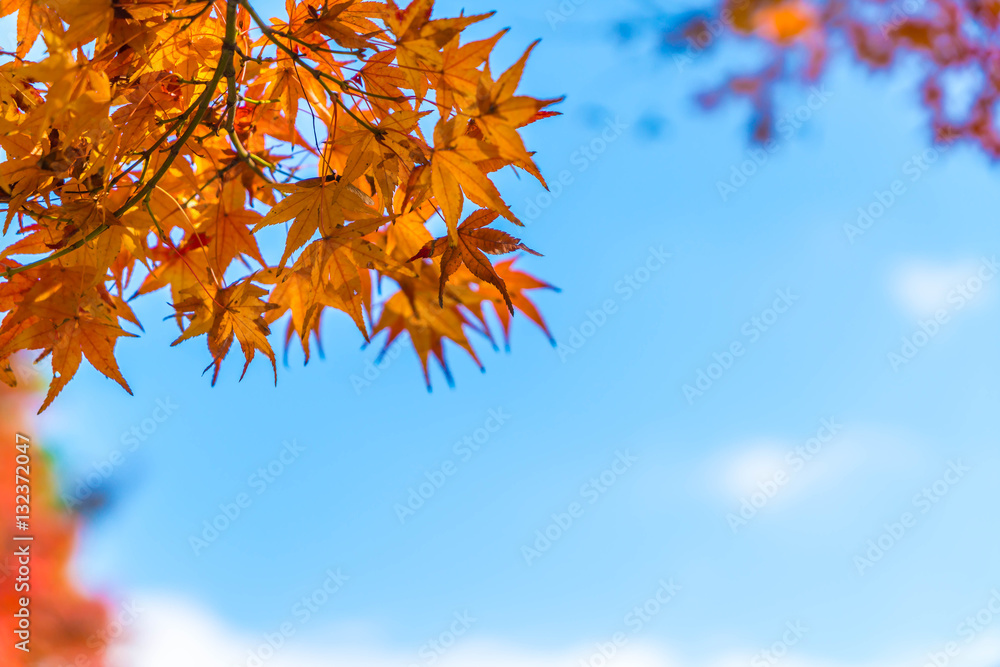 Red maple leaves blooming at park in Kyoto