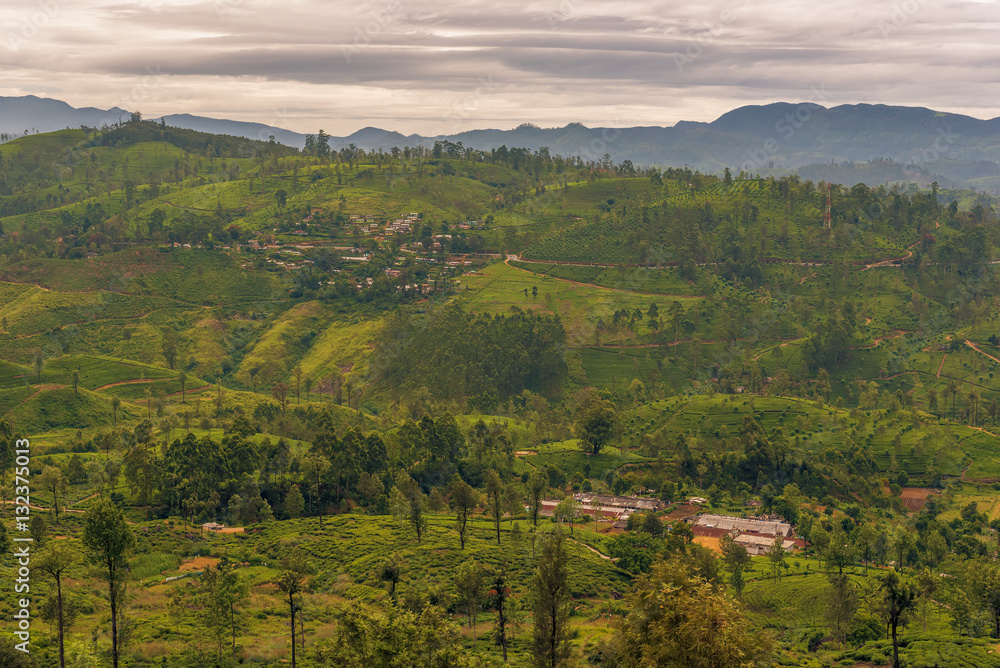Sri Lanka: famous Ceylon highland tea fields 
