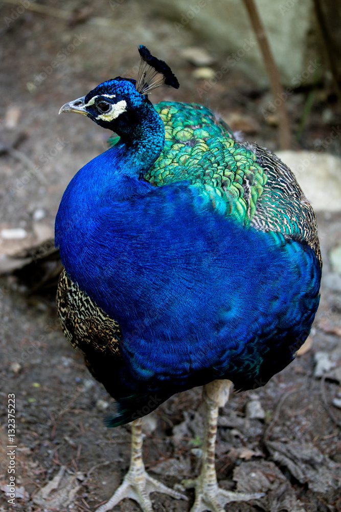Fototapeta premium Peacock