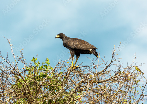 Black-headed eagle hunting in El Cedral, Los Llanos - Venezuela, Latin America photo