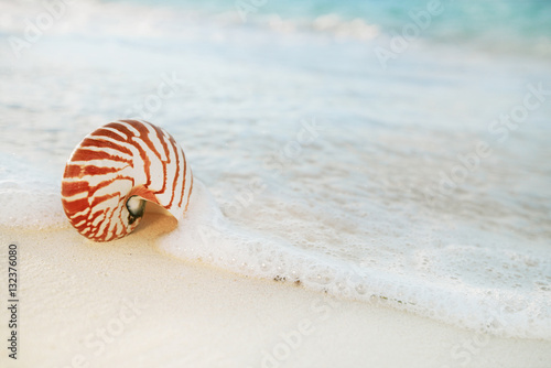 nautilus shell on white beach sand, against sea waves © Elena Moiseeva