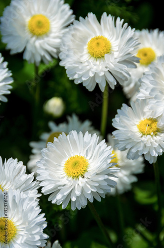 White daisies