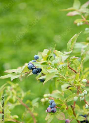 Fresh Organic Blueberries ripening on the bush. Shrub of blueberries. Blueberries are highly nutritious and most powerful sources of antioxidants. Concept of healthy eating,living. Closeup. Copy space