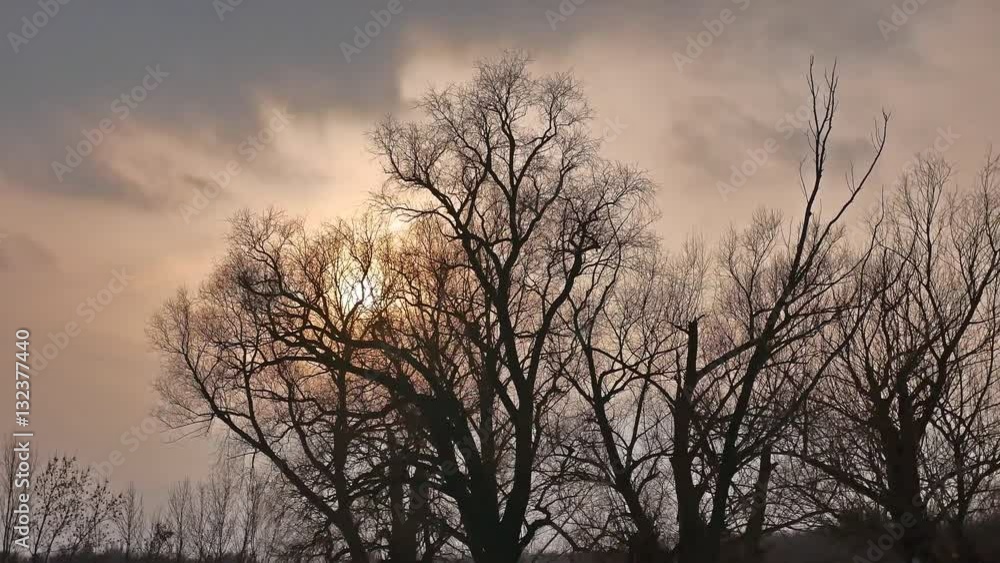 Winter snow sunset treetops snow sunlight landscape Winter snow sunset treetops snow sunlight landscape
