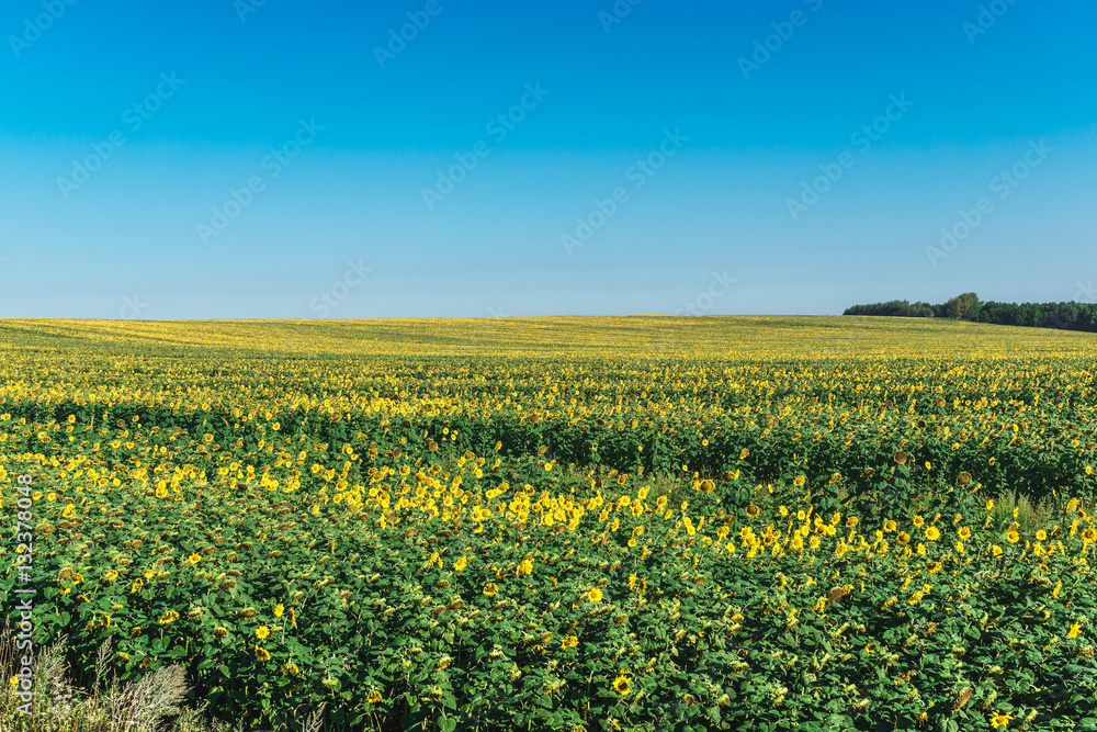 field of blooming sunflowers on a background of blue sky with copy space