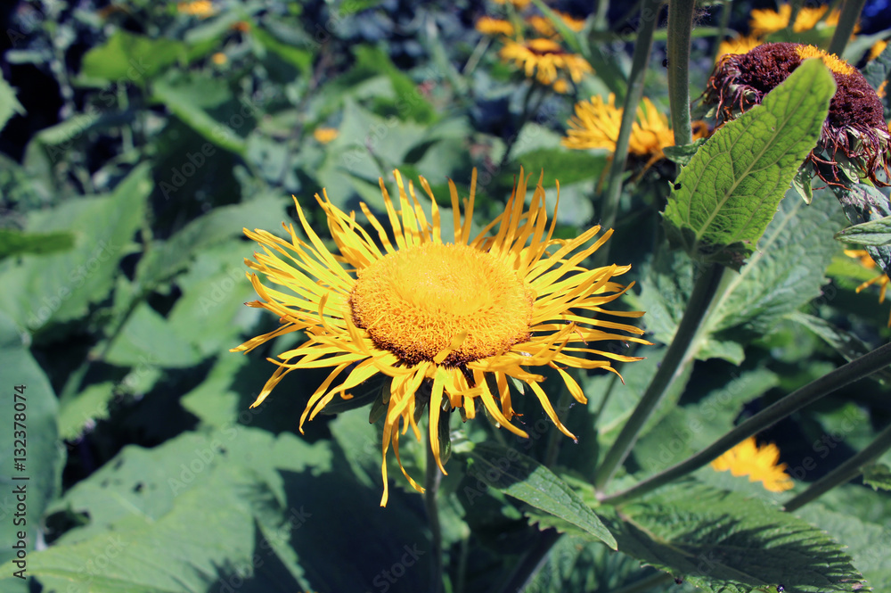 Blüte_Frühling_Berlin_Baumblüte_Makro Blüte_Frühling_Berlin_Baumblüte_Makro
