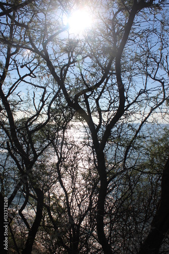 Tree on a cliff by the ocean