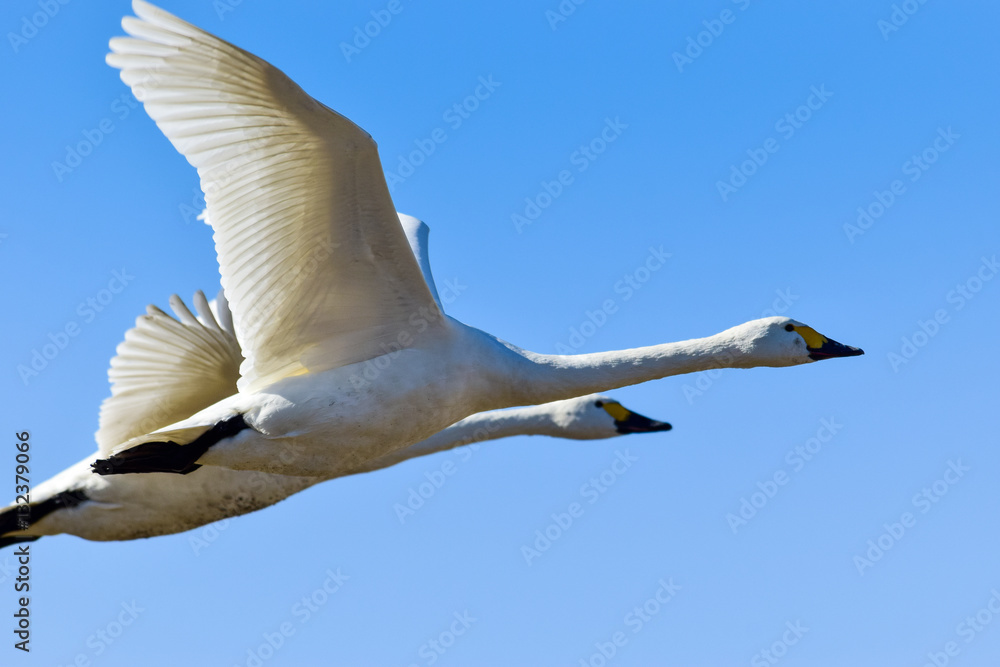 飛ぶ白鳥達 StockFoto Adobe Stock