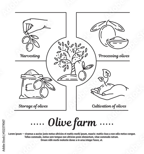 Vector graphic set of icons in flat, contour, thin and linear design. Olive grove, technology of cultivation and storage of olives.Concept infographic for Web site, app. Sign, symbol, emblem.