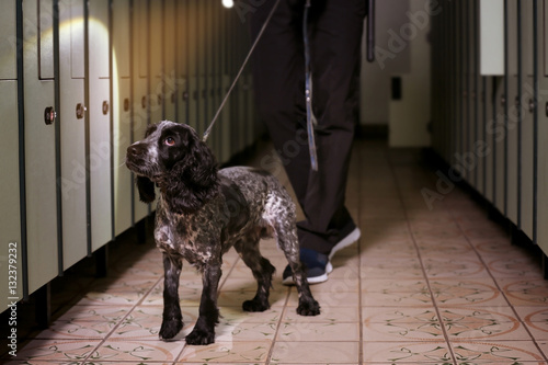 Fototapeta Naklejka Na Ścianę i Meble -  Dog looking for drugs in luggage storage
