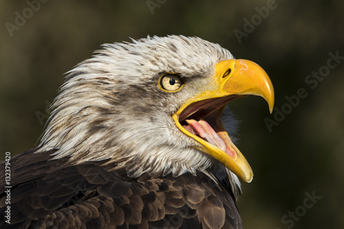 BIRD  SNOW EAGLE  AMERICAN EAGLE  FEATHERS  MOUTH  TOUNGUE  PEAK  YELLOW 