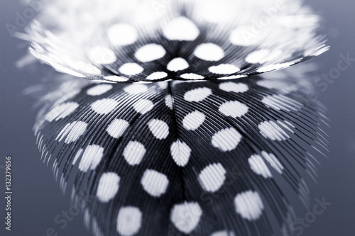 Photo Abstract composition with guinea hen feather