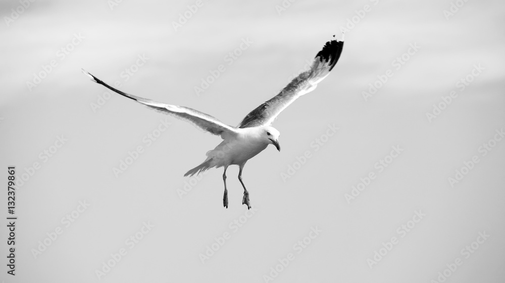 Beautiful seagulls soaring in the blue sky Beautiful seagulls soaring in the blue sky
