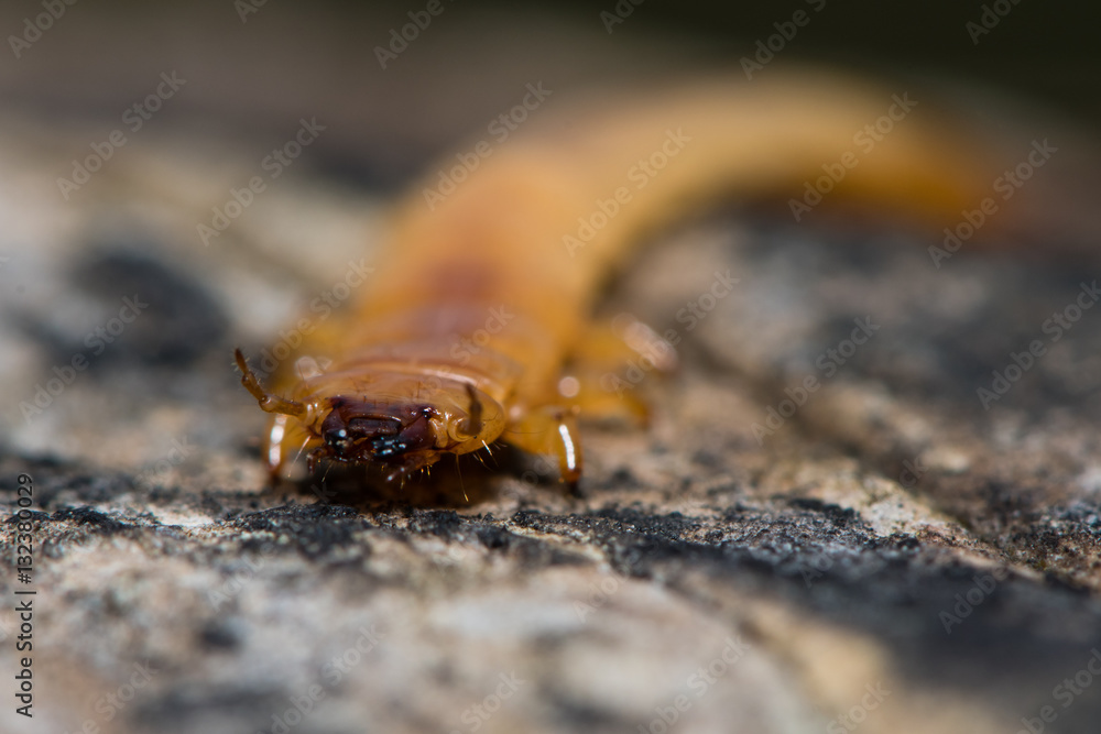 Pyrochroa coccinea cardinal beetle larva with antennae raised. Head and mandibles of insect in the family Pyrochroidae, showing flattened shape for life between rotting wood and loose bark Pyrochroa coccinea cardinal beetle larva with antennae raised. Head and mandibles of insect in the family Pyrochroidae, showing flattened shape for life between rotting wood and loose bark
