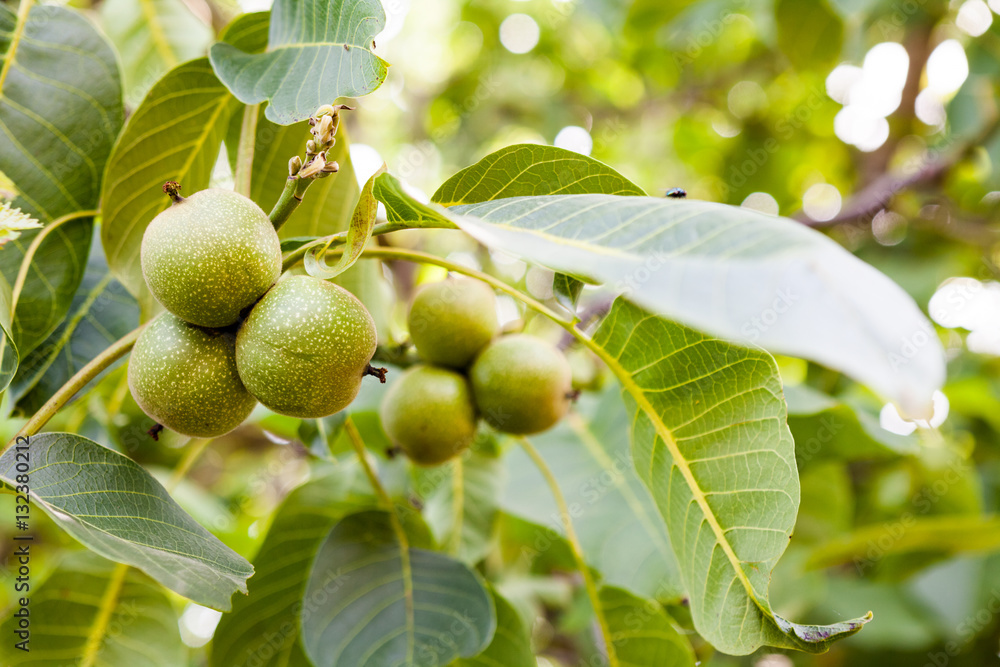 Green, unripe walnuts with natural background Green, unripe walnuts with natural background