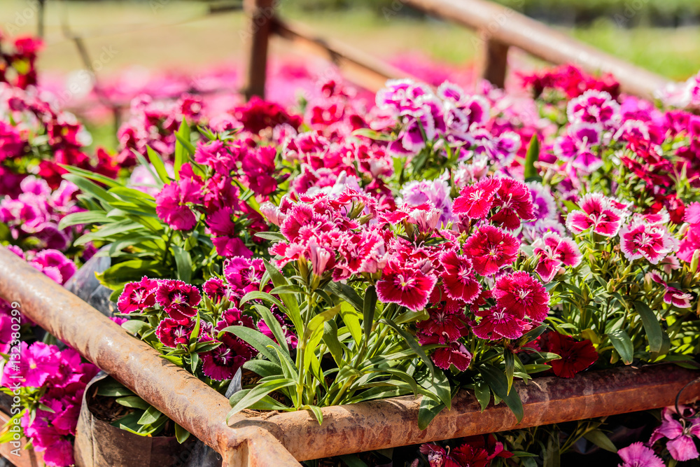 Pink Dianthus flower (Dianthus chinensis) in garden. Pink Dianthus flower (Dianthus chinensis) in garden.