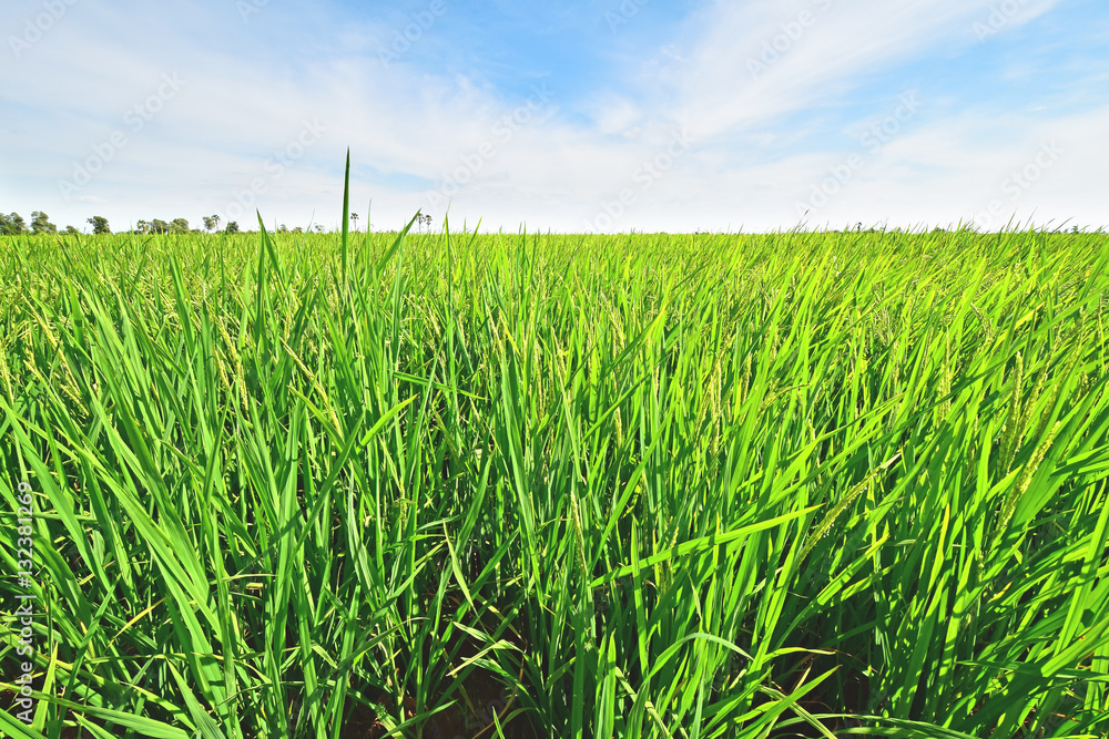 Obraz premium Green rice field and blue sky