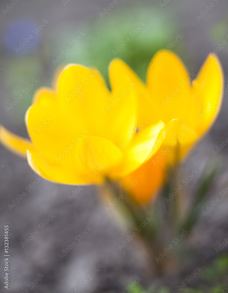 Yellow crocuses blooming in early spring Yellow crocuses blooming in early spring