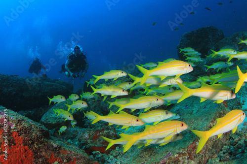Scuba dive coral reef and fish