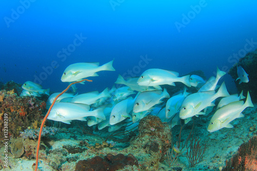 Fish school coral reef underwater sea ocean © Richard Carey