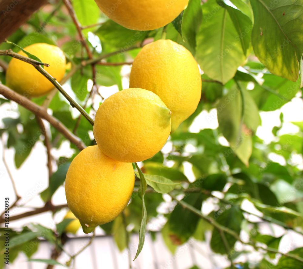 Ripe lemons hang on tree branch in sunshine. Closeup, shallow DOF.