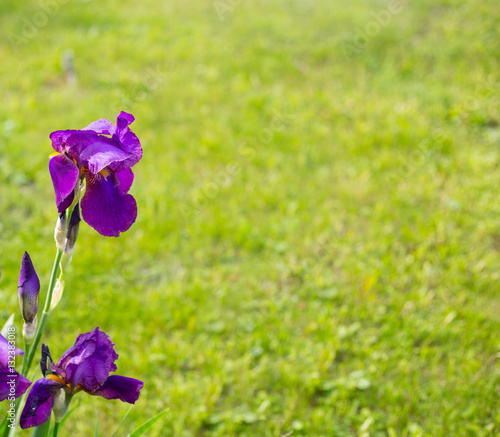 Fototapeta Naklejka Na Ścianę i Meble -  Purple iris flowers