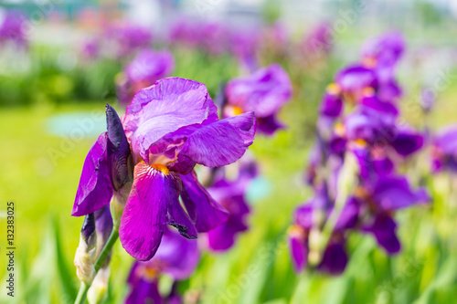 Fototapeta Naklejka Na Ścianę i Meble -  Purple iris flowers