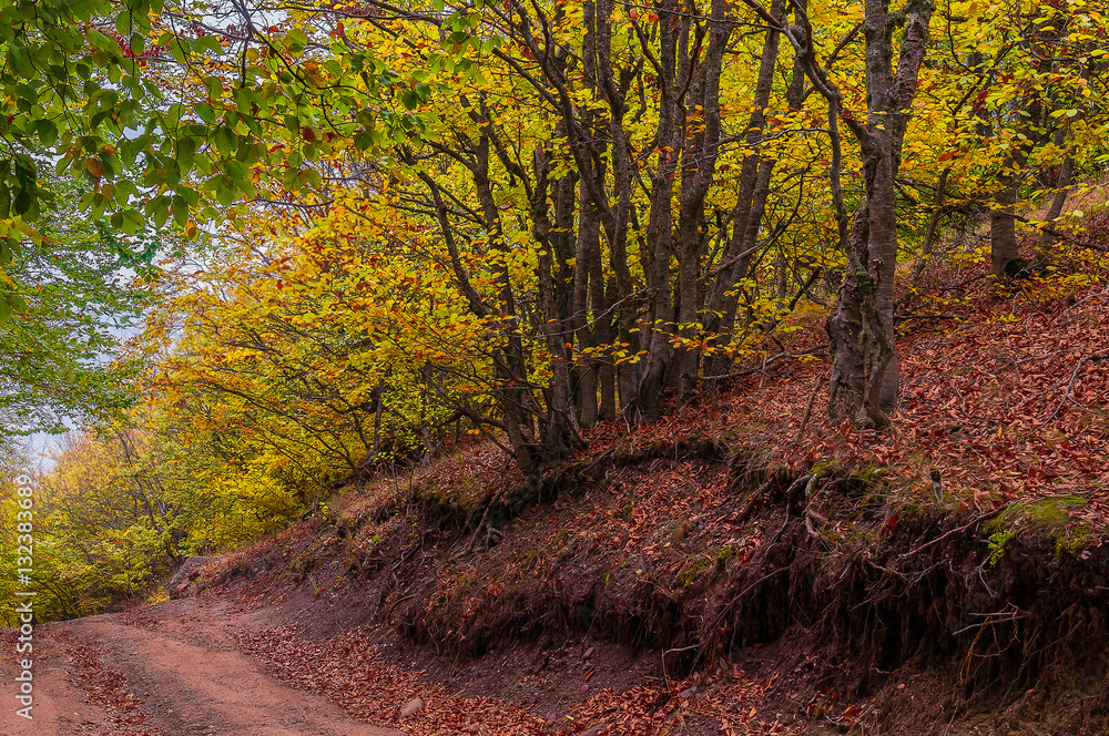 Beautiful countryside mountain road in autumn forest