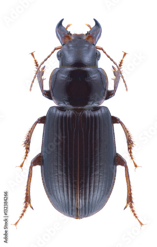 Beetle Microderes brachypus on a white background